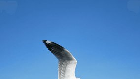 Flock of Seagull flying over seascape 4K