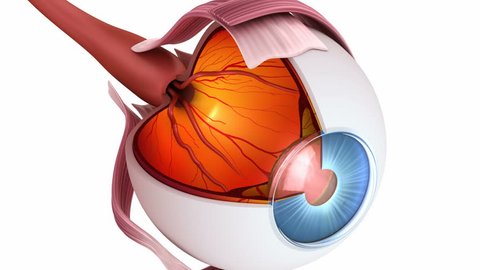 Eye anatomy - inner structure, Medically accurate 3D animation.