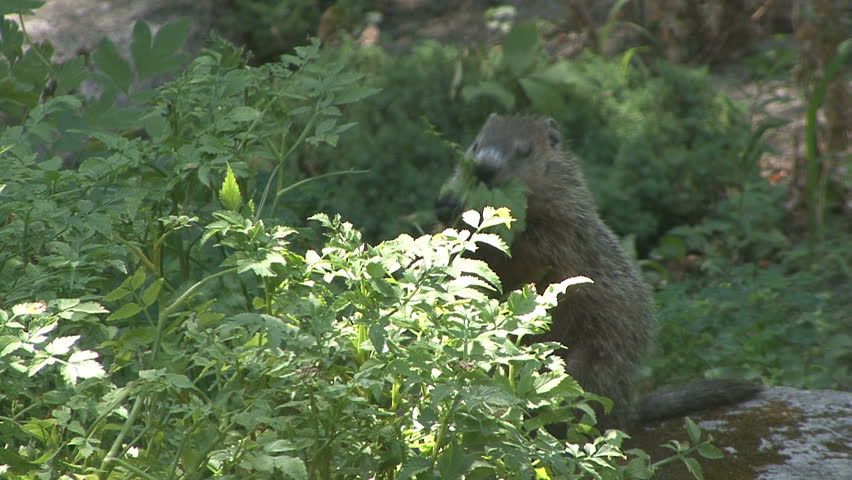 Woodchuck eats by a stream in Michigan