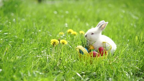 Easter white bunny on the grass 