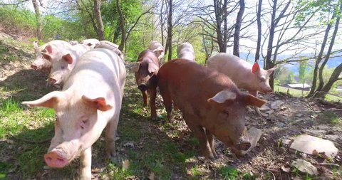On the farm, group beautiful pigs (pink, brown) were let out for a walk along mountainside, on the background of the slope and trees, the concept: ecology, livestock, farming, bio, nutrition.
