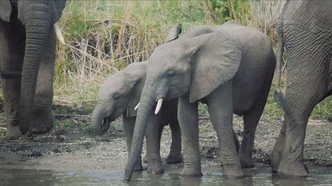 Elephants drinking from a river