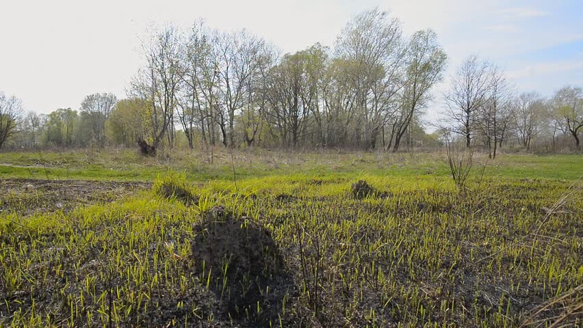 Land after fire consequences: dry ground, tree roots and bushes are burnt and devastated. Young grass is growing and there are molehills in the meadow.  High trees appear in the background.