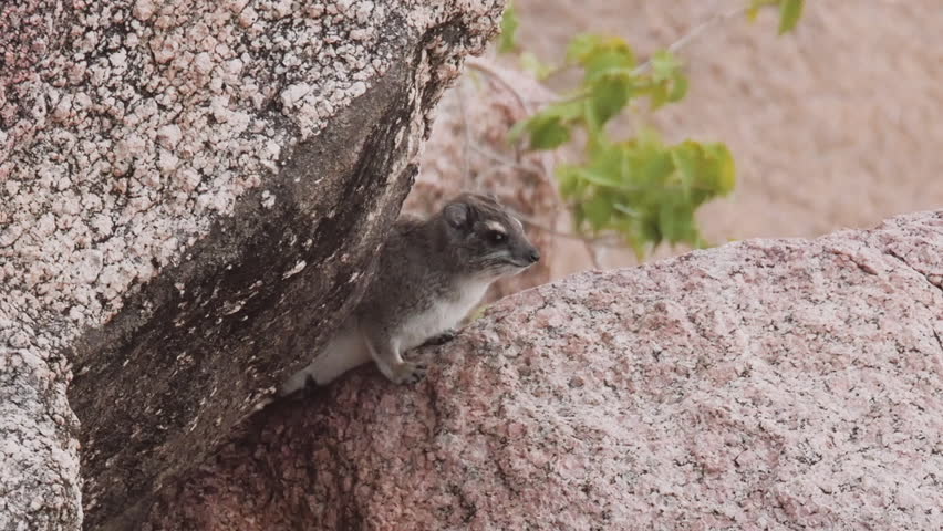 Hyrax sitting on a rock