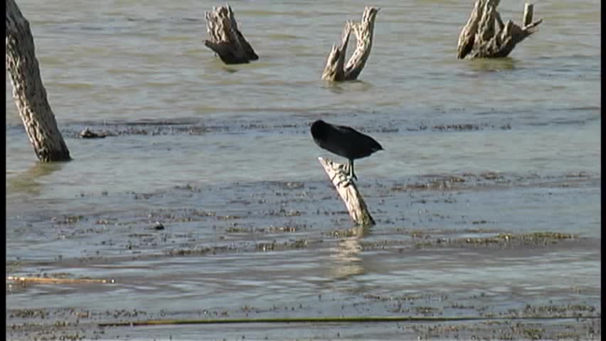 A coot perches and preens on a tree branch sticking up out of the Colorado River