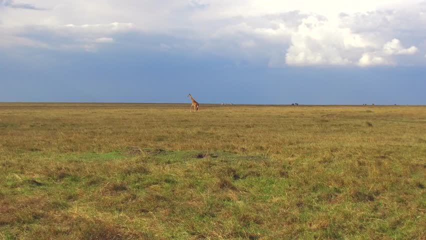 animal, nature and wildlife concept - giraffe walking along maasai mara national reserve savanna at africa