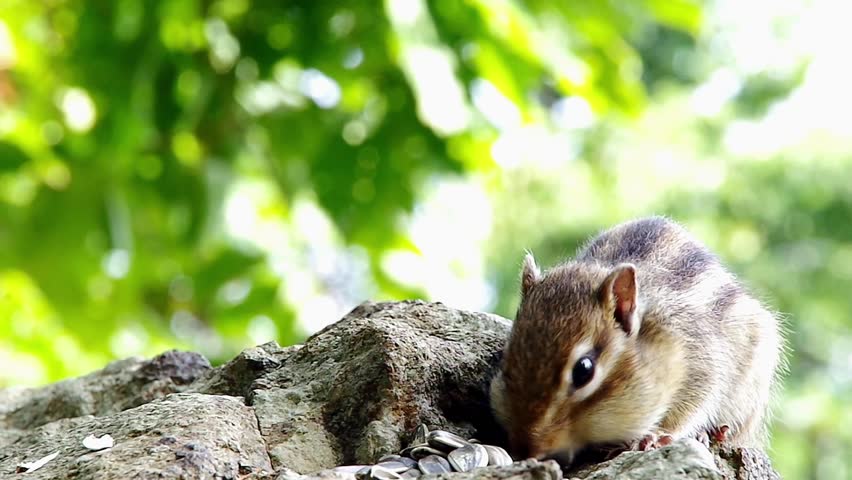 Chipmunk and approaching Hokkaido Squirrel