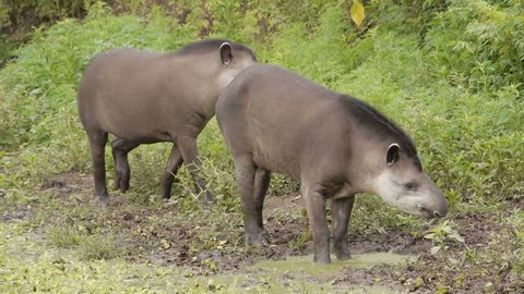 Two tapires