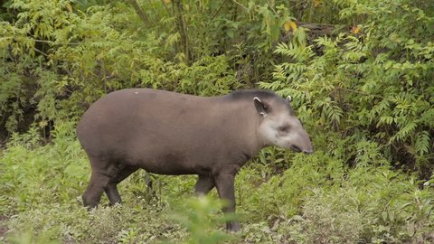 Tapir walking