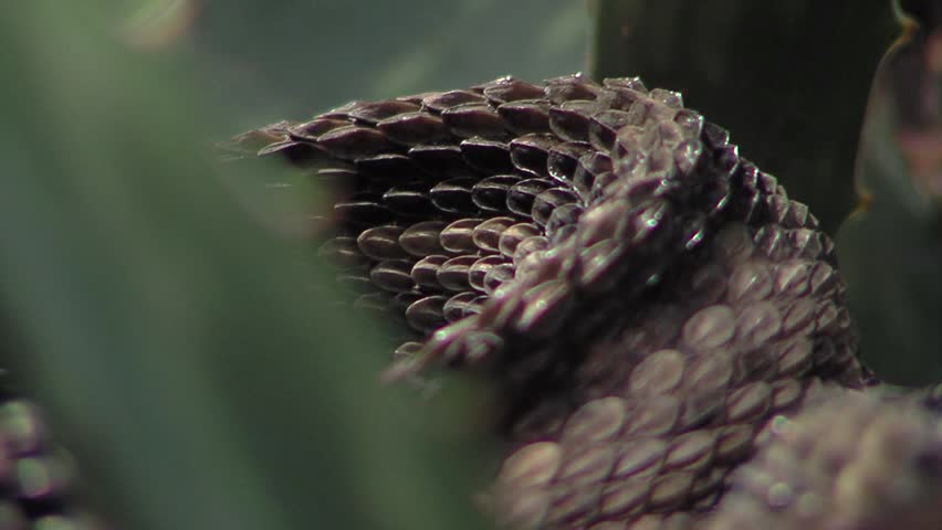Venomous rattle snake close-up with camera movement from body to head and vice versa (Crotalus simus). Royalty-Free Stock Footage #25862834