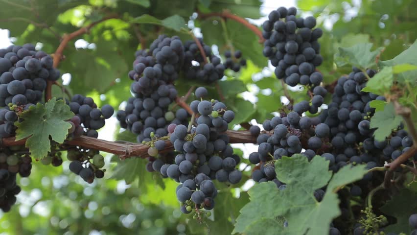 Black grapes, vineyard Royalty-Free Stock Footage #25865504