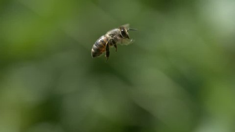 Slow Motion Bee Flying