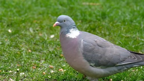 The common wood pigeon is a large species in the dove and pigeon family. It belongs to the Columba genus and, like all pigeons and doves, belongs to the family Columbidae.