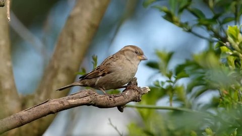 The house sparrow is a bird of the sparrow family Passeridae, found in most parts of the world. A small bird, it has a typical length of 16 cm and a mass of 24–39.5 g. 