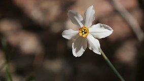 Narcissus poeticus flower in the garden slow-mo shallow DOF 1920X1080 HD footage -  Slow motion early spring daffodil plant against brick wall 1080p FullHD video