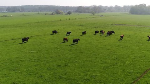Aerial of meadow grass field with cattle the group of dark black and brown Aberdeen Angus cows walking slowly towards one way large animals famous for the meat use in beef consumption and hamburgers