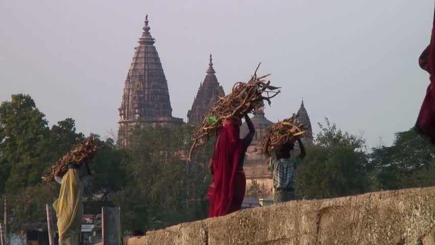 Women Carrying Fire Wood On Head. Orchha Village India