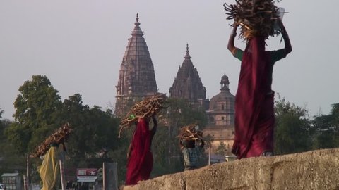 Women Carrying Fire Wood On Head. Orchha Village India