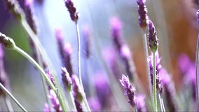 Beautiful Blooming Lavender Flowers Swaying In The Wind. Close Up - Video HD
