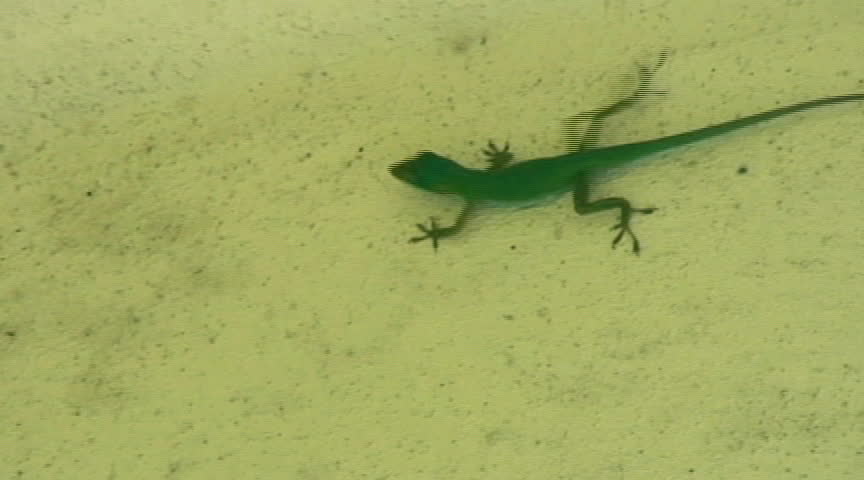green lizard huntind