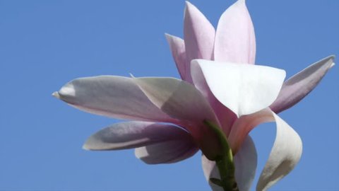 magnolia blossom
