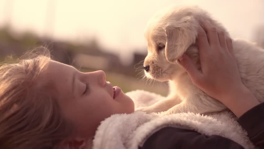 White Golden Retriever Puppy Cuddling Up with Owner Girl Laying on Lawn in Park Outdoors Summer Spring Day Kissing Hugging Petting Royalty-Free Stock Footage #25881104