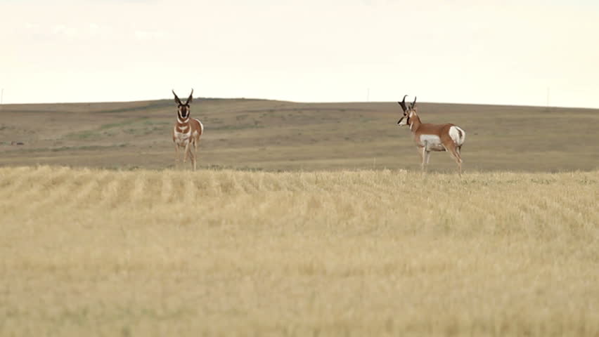 Wild Pronghorn (Antilocapra americana), commonly known as Pronghorn Antelope,