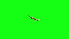 Pteranodon Dinosaurs Fly Attacks Dies Green Screen Markers 3D Rendering