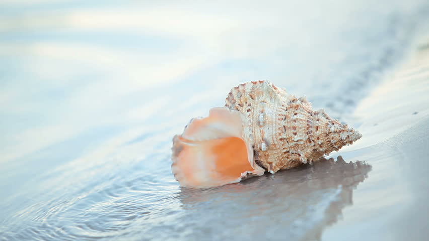 Beautiful seashell placed at near summer sea with waves to it