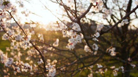 Blooming tree on sunset. White flowers on a tree in the spring park. Spring garden