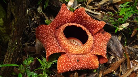 Biggest flower in the world Rafflesia Arnoldii flower in Borneo