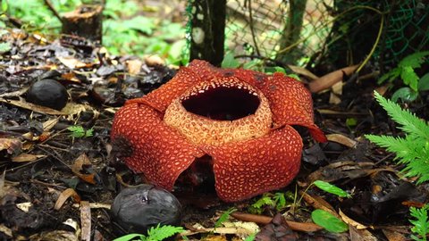 Biggest flower in the world Rafflesia Arnoldii flower in Borneo

