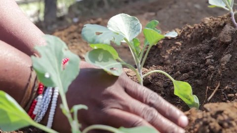Hands of African woman planting vegetable seedlings in community garden