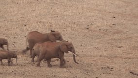 African elephants in the Kenyan savannah (in the 