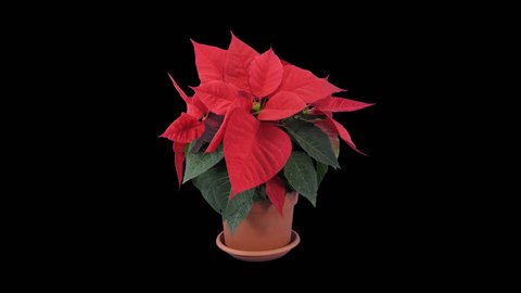 Time-lapse of dying red Poinsettia (Princettia) Christmas flower 10a4 in 4K PNG+ format with ALPHA transparency channel isolated on black background
