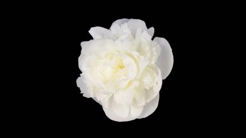 Time-lapse of dying white peony (Paeonia) flower 4x3 in RGB + ALPHA matte format isolated on black background, top view
