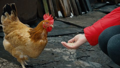 chicken feeding from woman's hand

