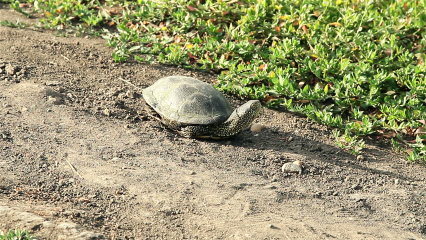 A giant galapagos turtle on a walk