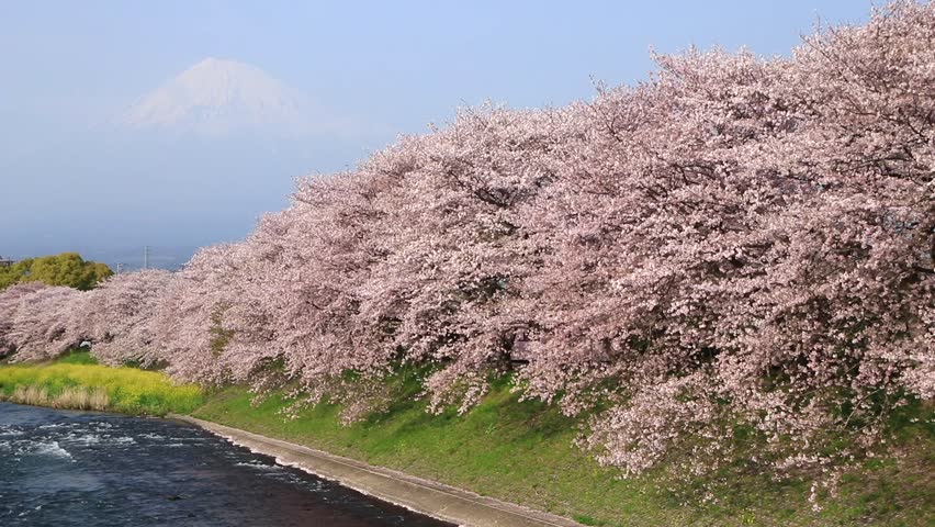 Massive pink cherry blossoming on a long river dike with Mt Fuji as background. The petals flying and fulling like snow. Photoed in Uruigawa river, shizuoka Japan.
 Royalty-Free Stock Footage #25901660