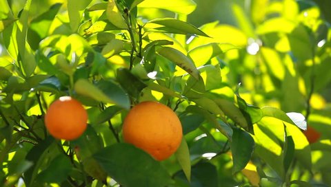 Orange trees with fruits on plantation