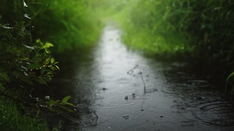Warm Summer Rain In The Green Park. 4k resolution. Best Nature Backgrounds