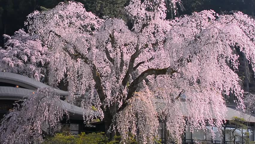 Weeping Cherry Tree Of Minobusan Stock Footage Video 100 Royalty Free 25908353 Shutterstock