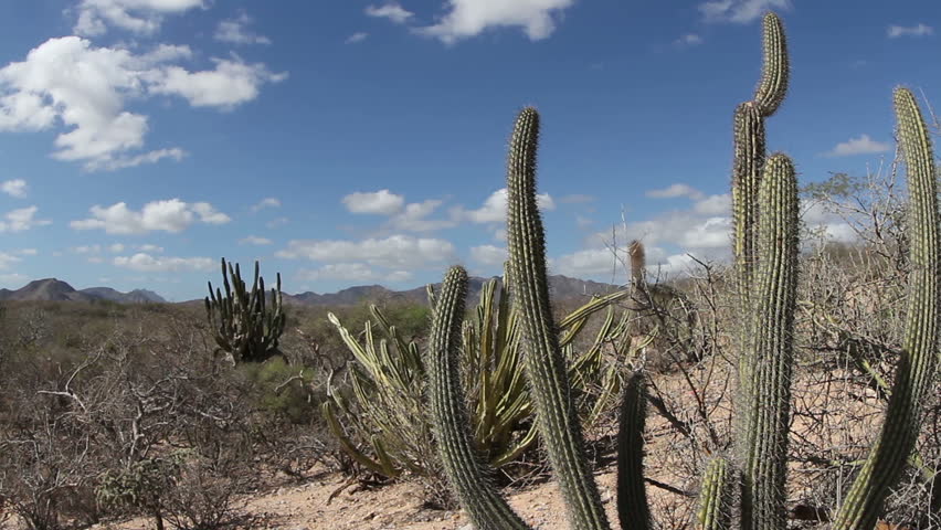 Beautiful Desert Landscape Baja California Sur Stock Footage Video 100 Royalty Free 2590877 Shutterstock