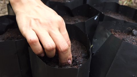 Close-up of farmer's hand being planting trees with seeds