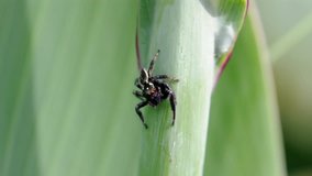 Small Black Spider on green leaves in nature