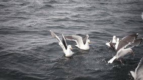 group of seagulls on water, slow motion