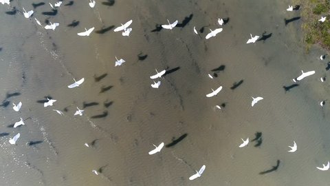 Top view group of white great egret in the lake, Aerial view from flying drone