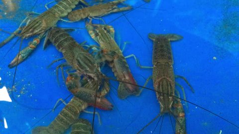 red claw crayfish alive or fash water lobster 