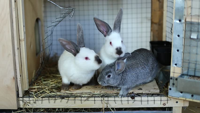 Почему стучат кролики. Кролики привыкают. Крольчиха скрежет зубами. Какие звуки издают кролики домашние.
