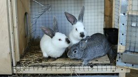 Video rabbits in a cage
